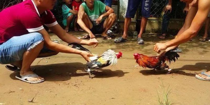 Trang web chơi game trực tuyến 66Club có thực sự là một trò lừa đảo? - 66Club