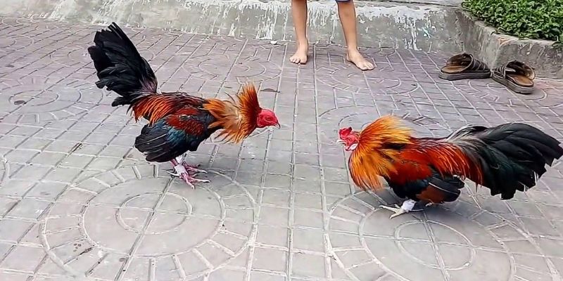 Xếp hạng tín dụng Sv388 có nghĩa là gì? - Sv388