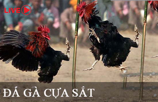 Cách đơn giản nhất để đặt cược vào tỷ lệ cược Fi88 - Fi88